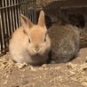 うさぎの赤ちゃん里親募集 サムネイル2
