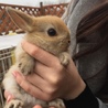 うさぎの赤ちゃん里親募集 サムネイル3