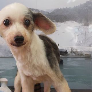 ドックちゃん♀　推定8才