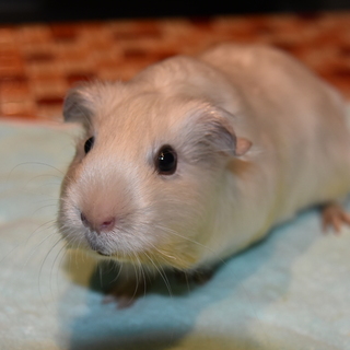 モルモットのプティちゃん 新しい家族が決まりました