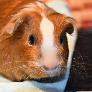 モルモットのマロンちゃん　新しい家族がきまりました