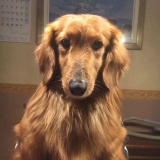 ☆穏やか☆ダックスのピース君☆