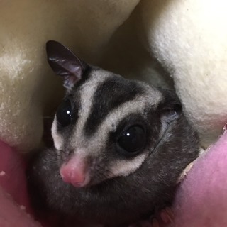 フクロモモンガ ♂♀