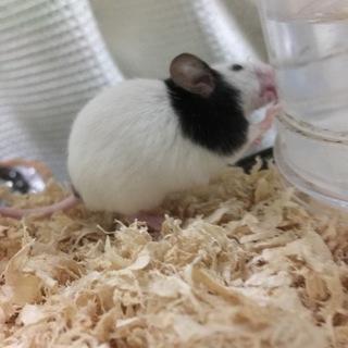 ありがとうございました