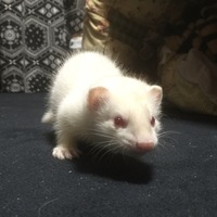 ひいらぎ