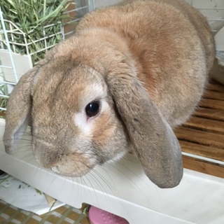 うさぎの里親さん募集します。