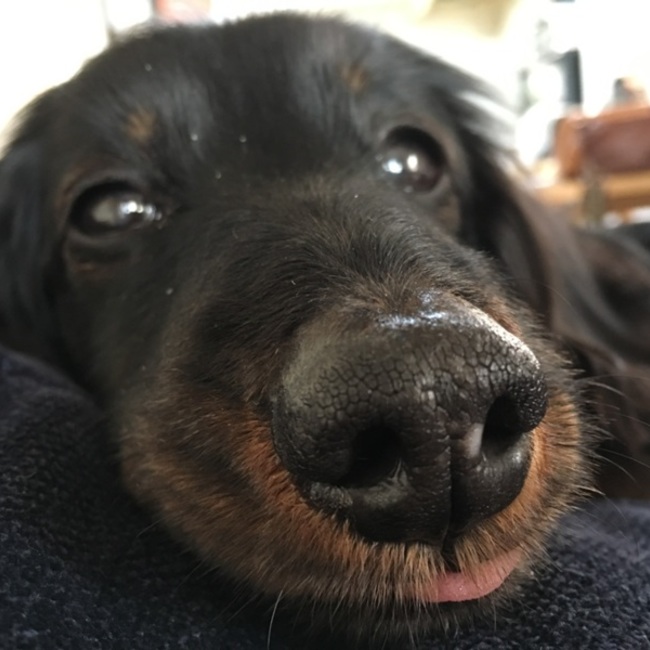 かとうようこのカバー写真