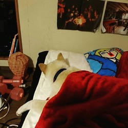 まるちゃん 抜け毛