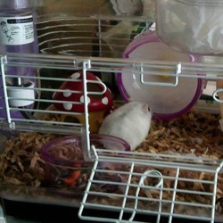 ハムスター♀パール