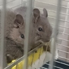 ベビーデグー　オス3匹の里親決定٩( 'ω' )و サムネイル3