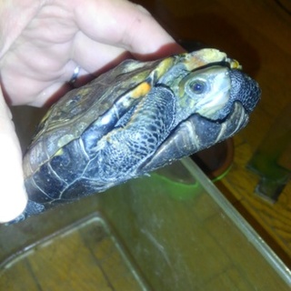 ニホンイシガメ、残念ですが手放します。