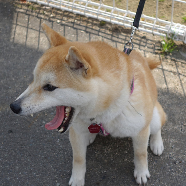 わんにゃんBridgeのカバー写真