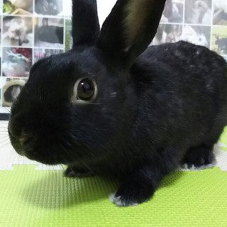 保護うさぎ、キリくん