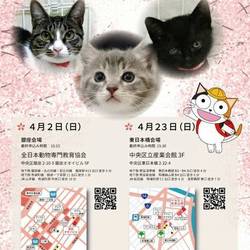 ねこざんまい譲渡会in東日本橋