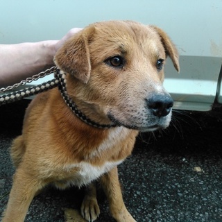 殺処分対象です