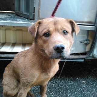 殺処分対象です