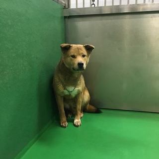 殺処分対象です