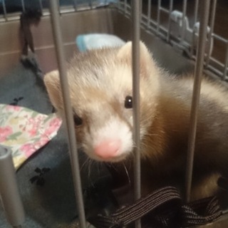 大切に育ててくれる方