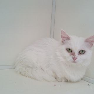 マンチカン短足女の子♥