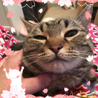 再度募集します