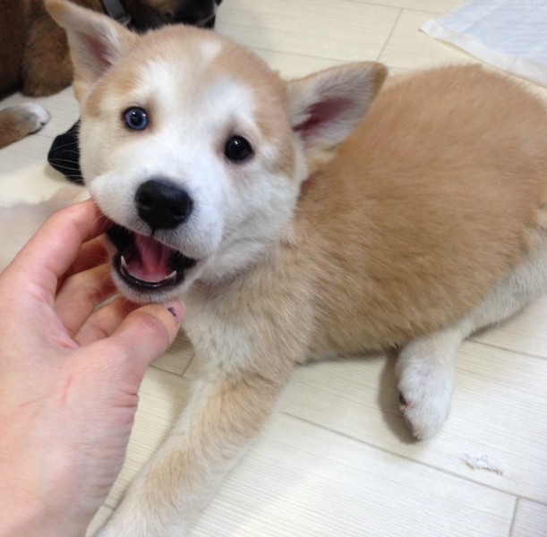 オッドアイの男の子 まる２ヶ月 茨城県 犬の里親募集 ペットのおうち 月間利用者150万人