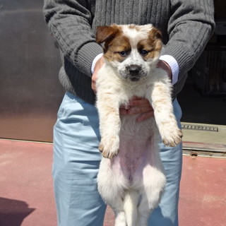 生後1.5~２カ月の兄妹子犬たち・・家族募集！！