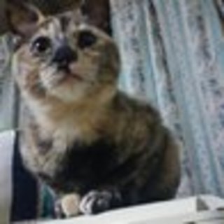 とっても人懐こいサビの女の子です