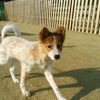 元気娘♪鈴音ちゃん