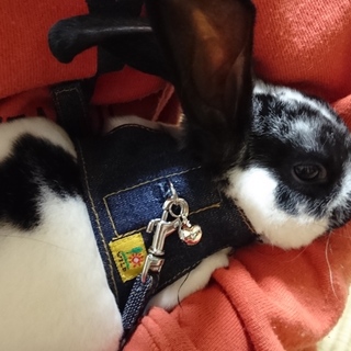 かわいい毛並みが気持ちいい子です。