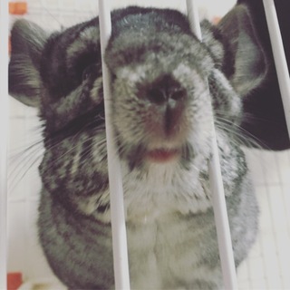 チンチラの里親募集中です