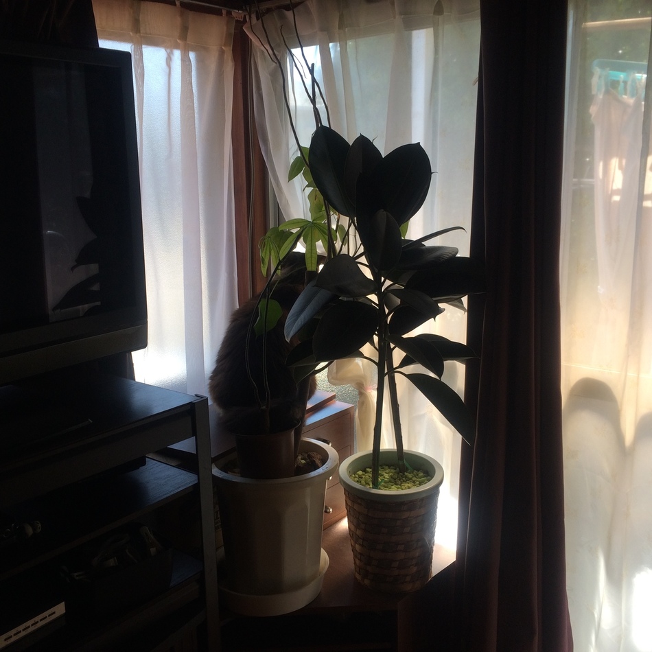 ぱっそうのカバー写真