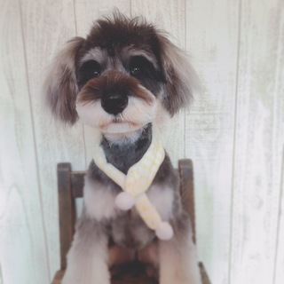 ミニチュアシュナウザー1歳小振りな男の子