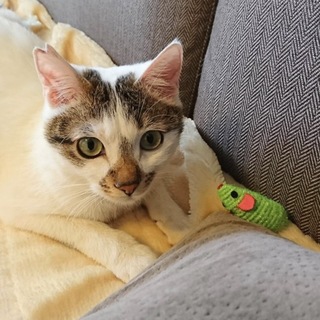 人なつこいキジ白男の子★推定１歳前後／動画あり