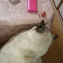 久しぶりに更新