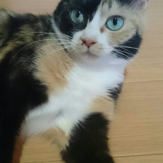 交渉中です。エイズ陽性の幸ちゃんです。