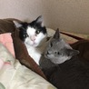 キナコ116 さん