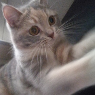 スコティッシュフォールド立耳の三毛メス