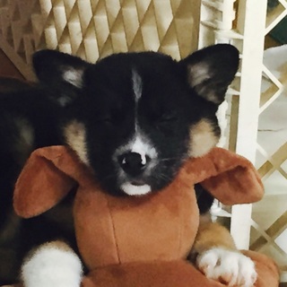 無事に里親さん決まりましたありがとうございます