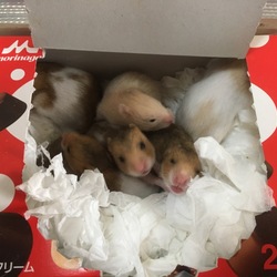 「ピノが足らないよカカロット！」サムネイル2