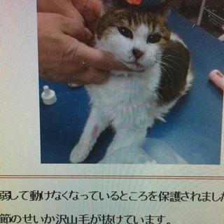 4月20日期限！ お家に入れてあげて下さい！