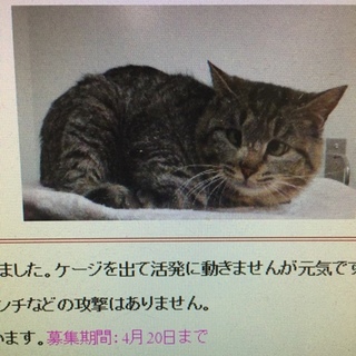 期限ついてます！4月20日！助けて下さい！