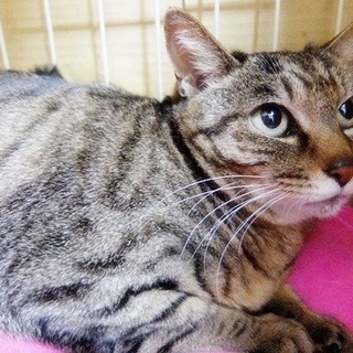 飼い主に先立たれた子・百恵