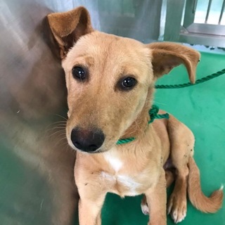 素敵な里親様に巡り合えました  