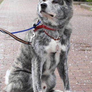 穏やかな秋田犬の男の子陸馬(りくま)です