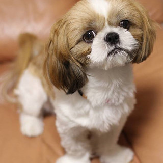 もうすぐ2歳　シーズーポポ君里親募集中！