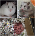 長毛ハムスターの赤ちゃん＊。