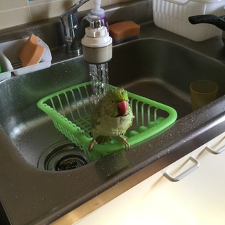 素晴らしい飼い主様が見つかりました。