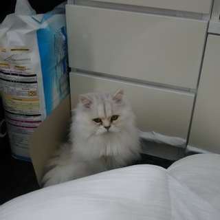 多頭飼いでないおうち向き(コロナウイルス陽性)