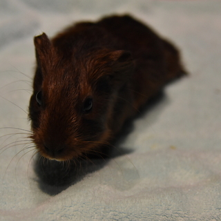 新しい家族にお迎えして頂くことになりました！