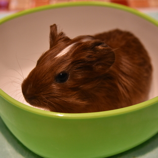 新しい家族にお迎えして頂くことになりました！